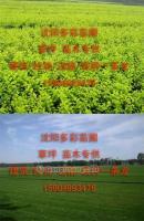 打造城市綠肺 營(yíng)口草坪與鲅魚(yú)圈綠化苗木在景觀工程中的綜合應(yīng)用
