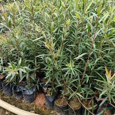 沭陽萬象花木種植專業合作社 匠心打造綠色生態，專業引領綠化工程新風尚