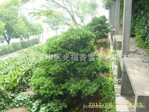 五針松盆景苗行情與銷售指南 優(yōu)質(zhì)綠化工程苗市場走勢分析|光福香雪宇林案例